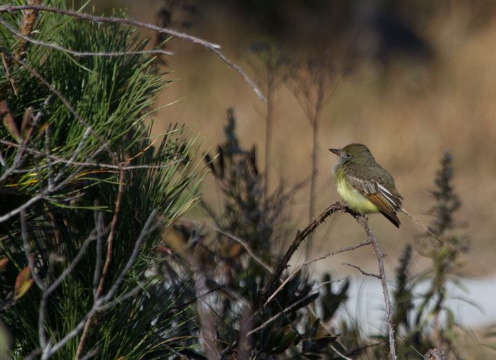 A juvenile Great Crested Flycatcher was our best find on Assateague Island (11/13/2011). This first November record for Worcester Co. was many times over less likely than an Ash-throated Flycatcher. Nearly all of our Great Crested Flycatchers depart by October, and any November <em>Myiarchus</em> is much more likely to be a western vagrant Ash-throated. It was spotted by Kevin Graff  and carefully identified by our team in the state park. It eventually confirmed our impression of field marks with three diagnostic "Weeeep!" calls. It was successfully chased  by the Assateague and Route 611 parties. Incredible! Photo by Bill Hubick.