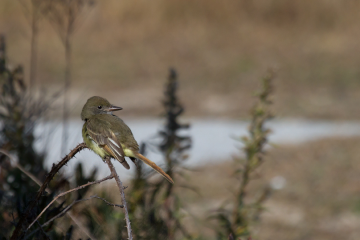 A juvenile Great Crested Flycatcher was our best find on Assateague Island (11/13/2011). This first November record for Worcester Co. was many times over less likely than an Ash-throated Flycatcher. Nearly all of our Great Crested Flycatchers depart by October, and any November <em>Myiarchus</em> is much more likely to be a western vagrant Ash-throated. It was spotted by Kevin Graff  and carefully identified by our team in the state park. It eventually confirmed our impression of field marks with three diagnostic "Weeeep!" calls. It was successfully chased  by the Assateague and Route 611 parties. Incredible! Photo by Bill Hubick.