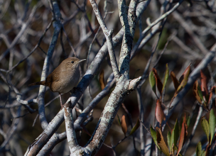 House Wrens are an uncommon wintering species on the coast, but we had better than average numbers this year. This one was photographed in the scrub at the southern end of Assateague SP (11/12/2011). Photo by Bill Hubick.