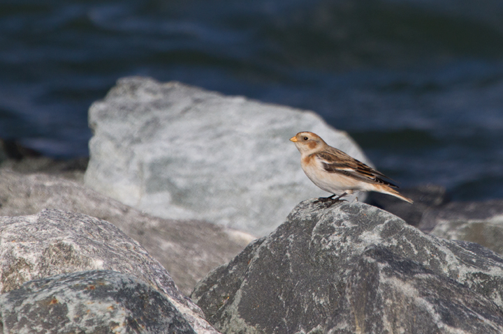 A Snow Bunting at the Assateague Island Causeway (11/11/2011). Photo by Bill Hubick.