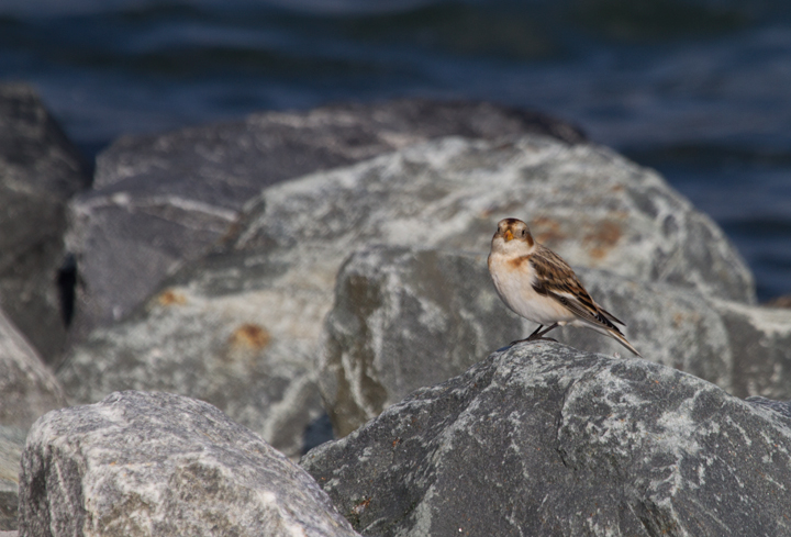 A Snow Bunting at the Assateague Island Causeway (11/11/2011). Photo by Bill Hubick.