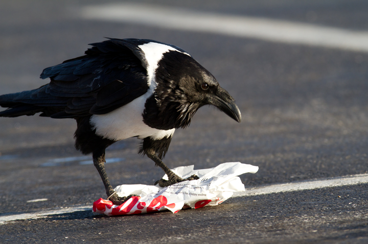 Bill Hubick Photography - Pied Crow (Corvus albus)