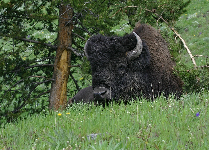 Bill Hubick Photography - American Bison (Bison bison)