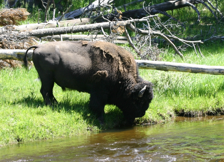 Bill Hubick Photography - American Bison (Bison bison)