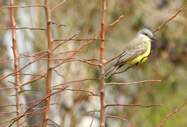 Maryland's first Tropical Kingbird, photographed in northern Somerset Co., Maryland (12/31/2006). This Central and South American species is found regularly in
southern Texas and southern Arizona, but has rarely been seen on the East Coast. Photo by Bill Hubick.