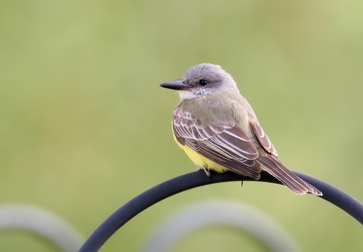 Maryland's first Tropical Kingbird, photographed in northern Somerset Co., Maryland (12/31/2006). This Central and South American species is found regularly in
southern Texas and southern Arizona, but has rarely been seen on the East Coast. Photo by Bill Hubick.