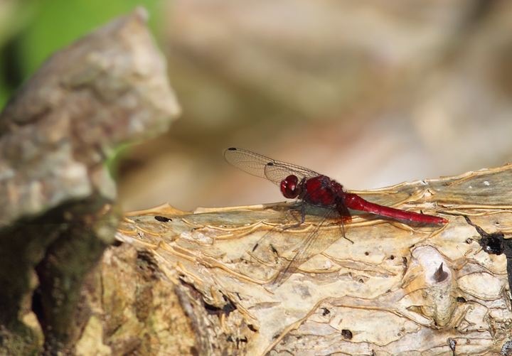 An attractive dragonfly, presumed <em>Rhodopygia hinei</em>, near Gamboa, Panama (July 2010). Photo by Bill Hubick.