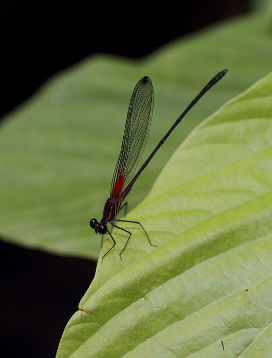 A rubyspot species in central Panama (July 2010). Photo by Bill Hubick.