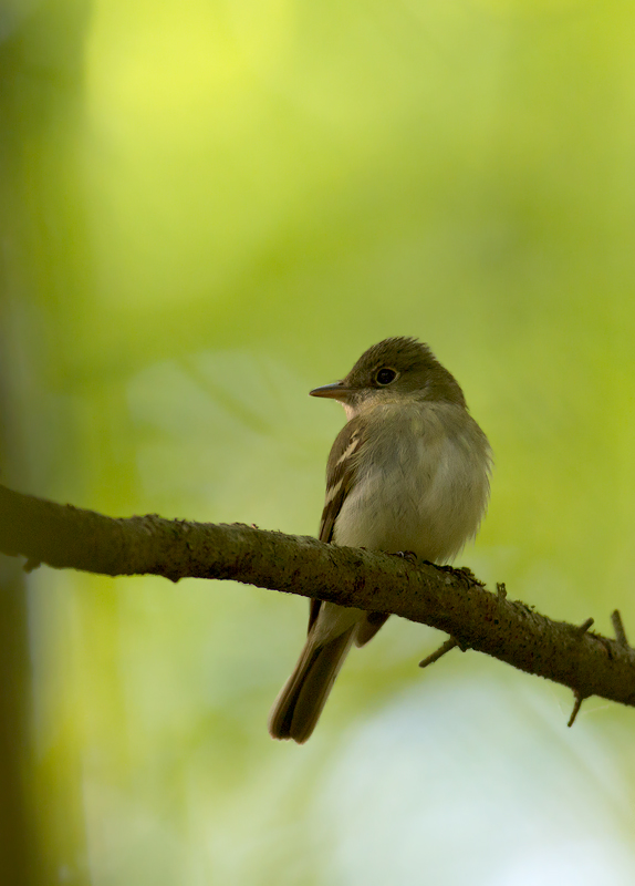 An Acadian Flycatcher in the Nassawango area of Wicomico Co., Maryland (5/11/2011). Photo by Bill Hubick.