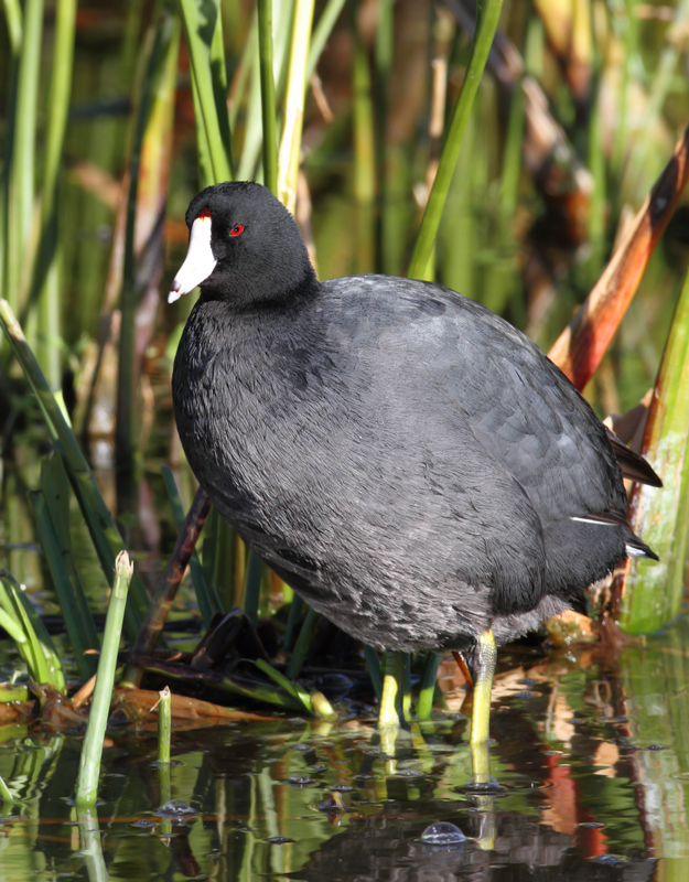 American Coots at Green Cay Wetlands, Florida (2/26/2010). Photo by Bill Hubick.