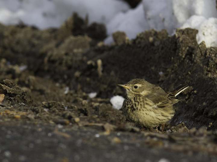 An American Pipit feeds at the roadside on a snowy day in Prince George's Co., Maryland (1/29/2011). Photo by Bill Hubick.