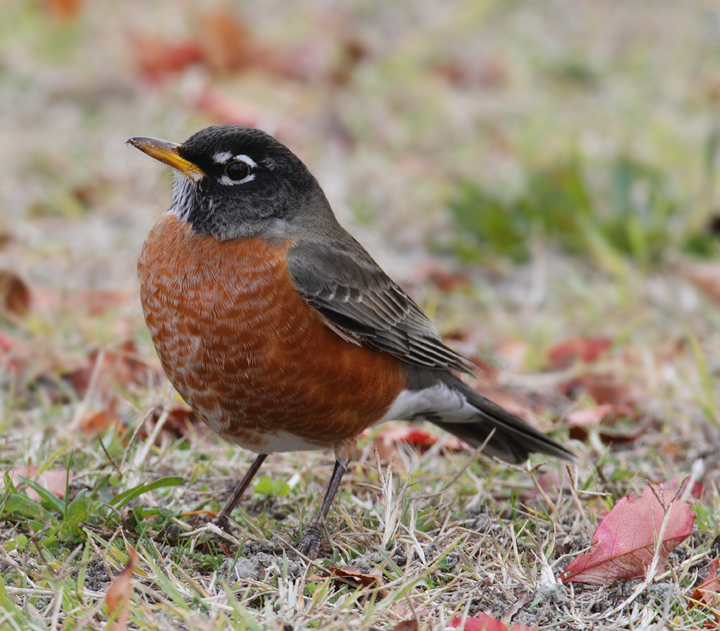 An American Robin at Bayside Campground, Assateague (11/11/2010). Photo by Bill Hubick.