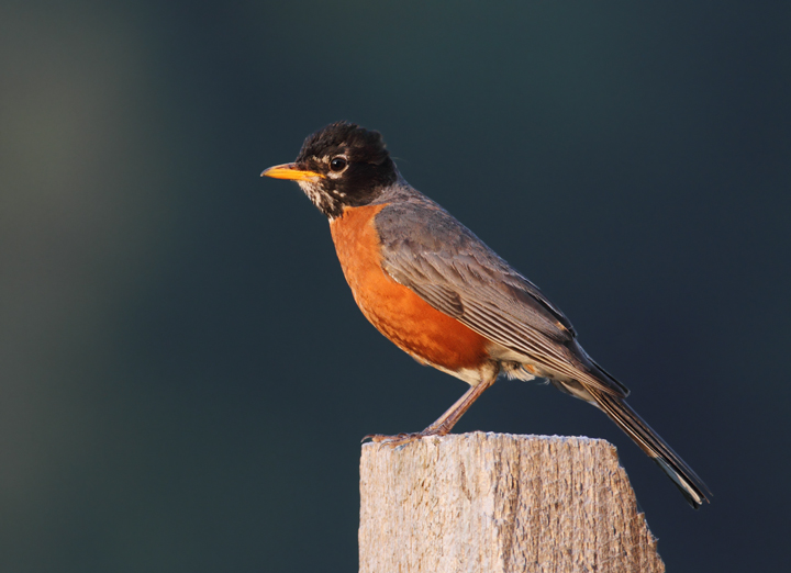 An American Robin at dusk in Queen Anne's Co., Maryland (6/19/2010). Photo by Bill Hubick.