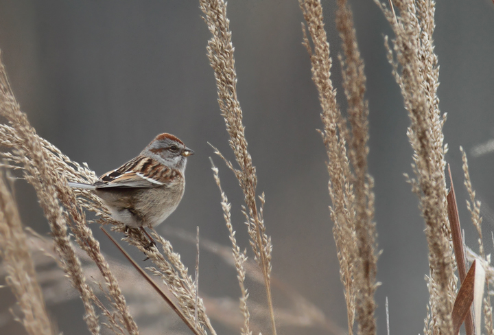 An American Tree Sparrow was a quality find on the Port Tobacco CBC in Charles Co., Maryland (12/18/2010). It is rare and local in the county, but seems to be annual on private farms around Allens Fresh. Photo by Bill Hubick.