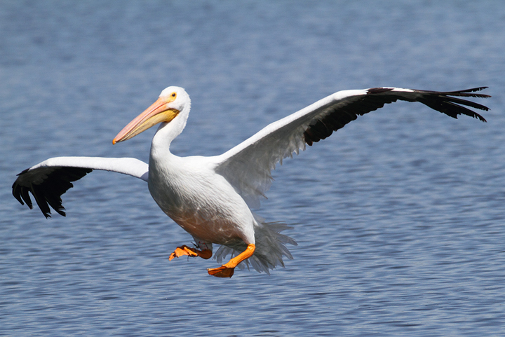 An American White Pelican at Nine-Mile Pond in the Everglades (2/26/2010). Photo by Bill Hubick.