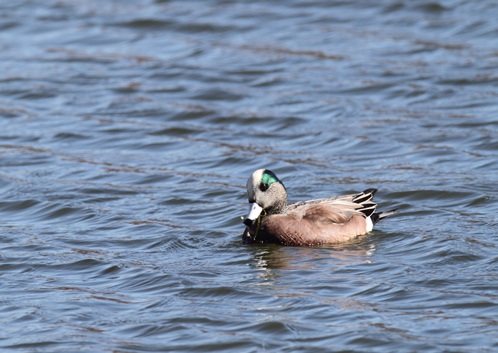 A drake American Wigeon in Worcester Co., Maryland (11/12/2010). Photo by Bill Hubick.