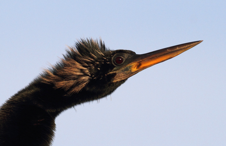 Click below for a high-res Anhinga close-up Photo by Bill Hubick.