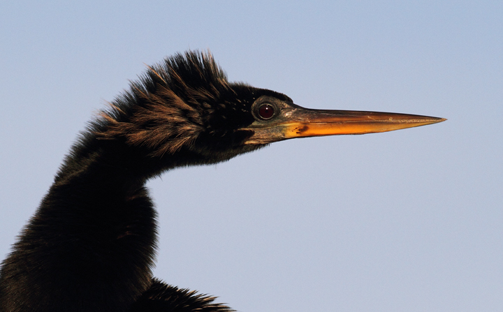 Anhingas posing for close-up portraits in the Everglades (2/26/2010). Photo by Bill Hubick.