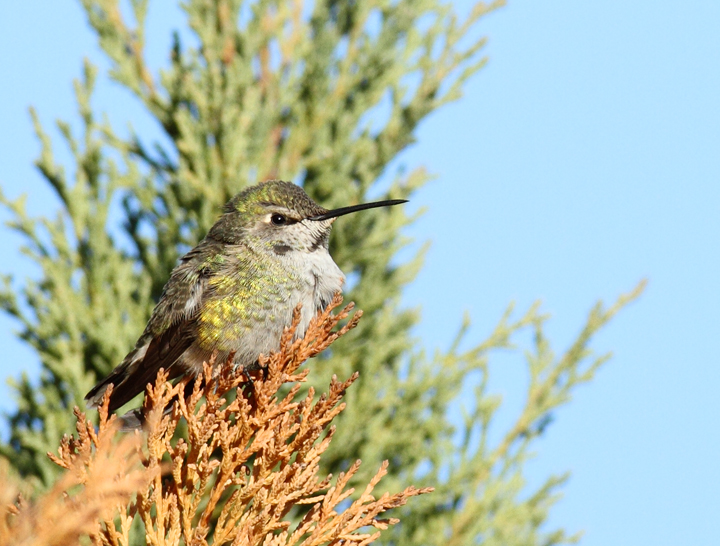 Maryland's second record of Anna's Hummingbird, a hatch-year male visiting a feeder in Middletown, Frederick Co., Maryland (12/9/2010). Congratulations to the homeowners, Karen and Don Serra, on their very exciting find. The bird seems to have departed on this same day (12/9). Photo by Bill Hubick.