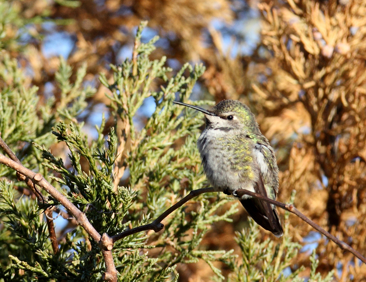 Maryland's second record of Anna's Hummingbird, a hatch-year male visiting a feeder in Middletown, Frederick Co., Maryland (12/9/2010). Congratulations to the homeowners, Karen and Don Serra, on their very exciting find. The bird seems to have departed on this same day (12/9). Photo by Bill Hubick.