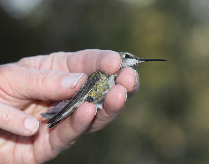 Showing consistent width primaries before release after banding. Photo by Bill Hubick.