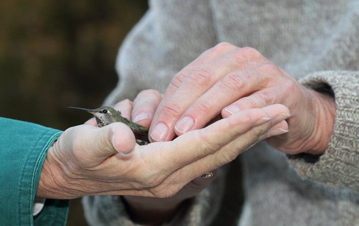 Gracious hummingbird host Karen releasing "Junior" with a new fashion accessory. Now we'll get to learn more about his travels when he shows up at a feeder in South Carolina next year. (Or better yet, back in their yard... or mine!)<br />Banded by Bruce Peterjohn and David Holmes. Photo by Bill Hubick.