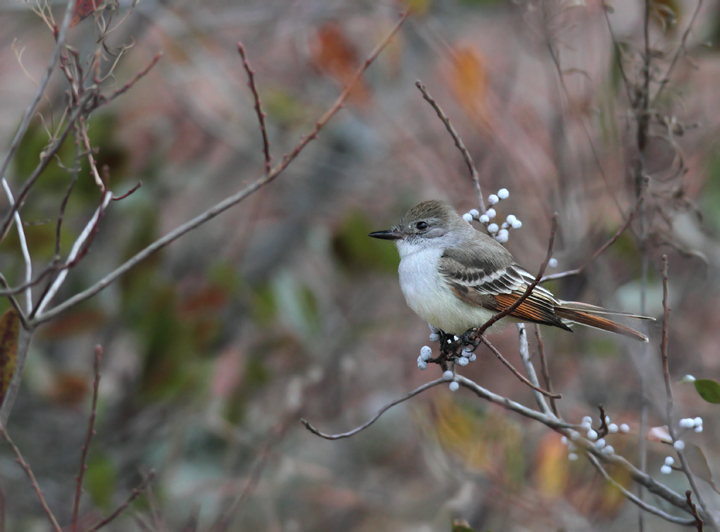 An Ash-throated Flycatcher continuing on Assateague Island, Maryland (12/5/2010). This rare western vagrant was found by Joe Hanfman on 11/27 and has been easily the most cooperative Ash-throated Flycatcher to date in Maryland. Photo by Bill Hubick.