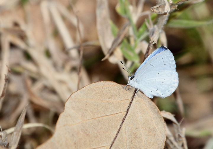 A late Azure in Caroline Co., Maryland (11/08/2009).