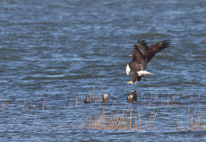 An adult Bald Eagle coming in for a landing on Sinepuxent Bay, Worcester Co., Maryland (11/13/2010). Photo by Bill Hubick.