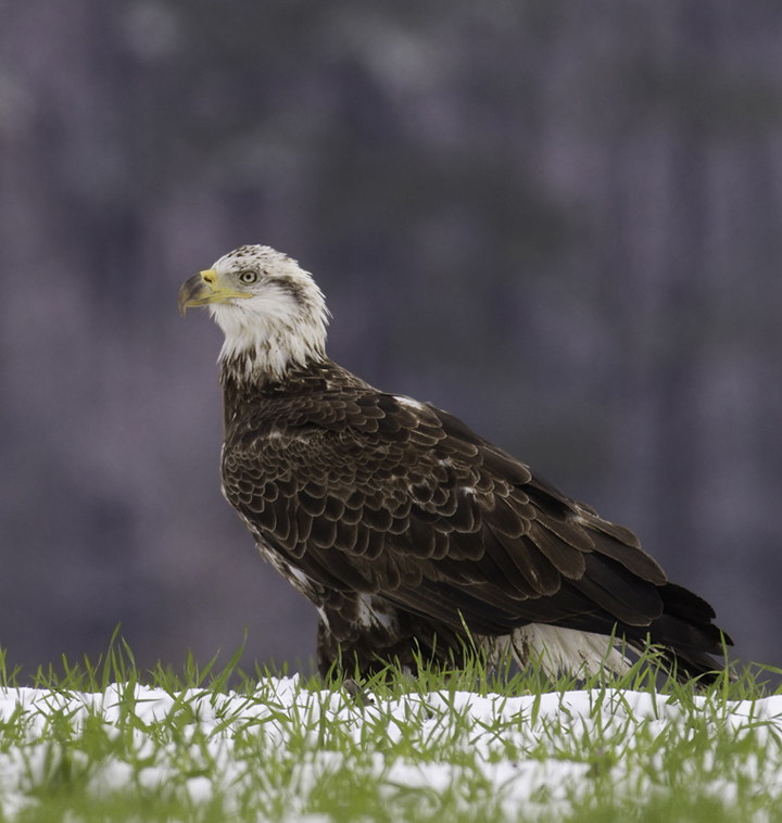 A third-year Bald Eagle in Wicomico Co., Maryland (3/27/2011). Photo by Bill Hubick.