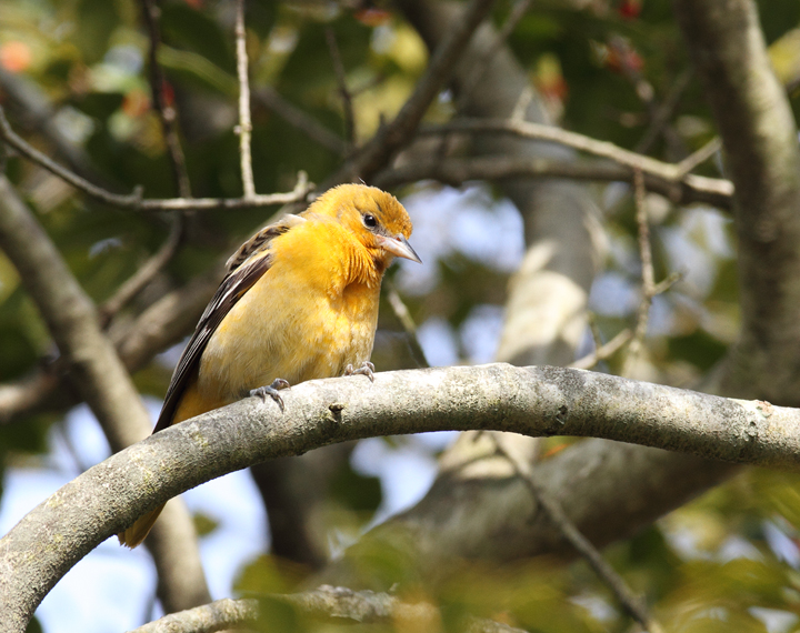 A lingering Baltimore Oriole near Rocks State Park, Harford Co., Maryland (12/11/2010). Photo by Bill Hubick.