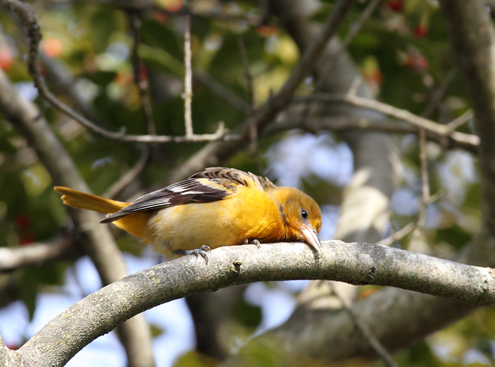 Having a nap... (OK, cleaning its bill.) Photo by Bill Hubick.