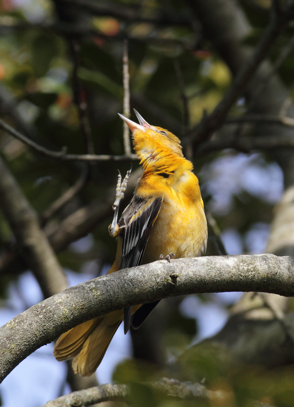 The best oriole joke ever. Photo by Bill Hubick.