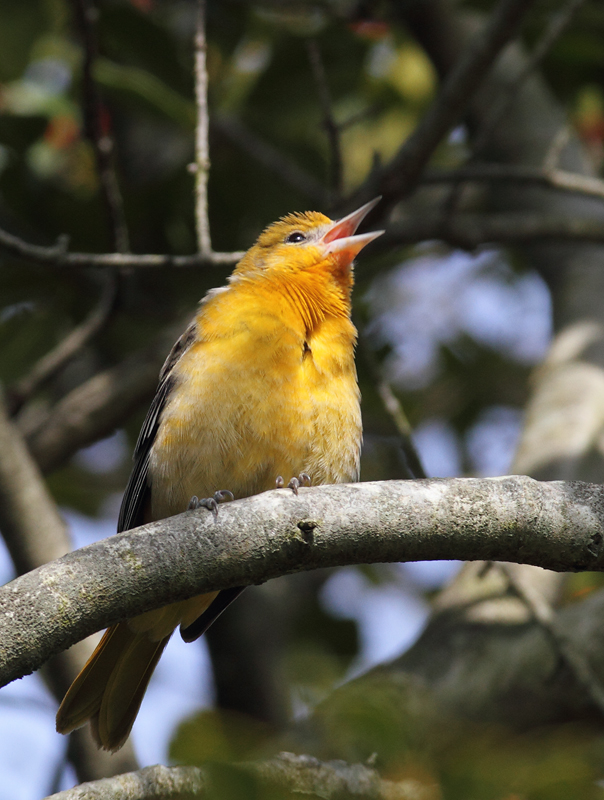 A lingering Baltimore Oriole near Rocks State Park, Harford Co., Maryland (12/11/2010). Photo by Bill Hubick.