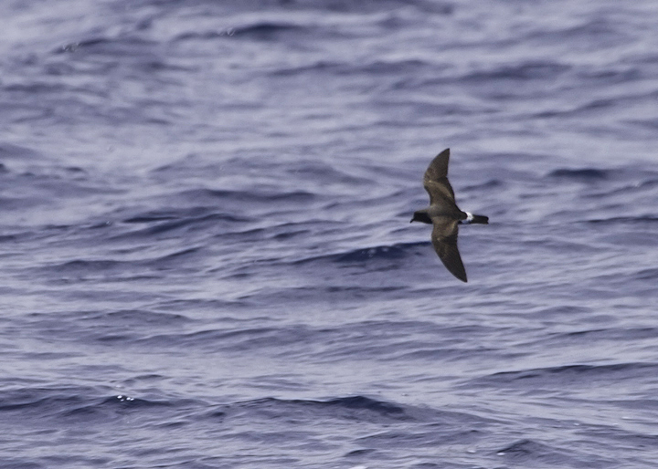 Another Band-rumped in fresh plumage, probably Madeiran Storm-Petrel, off Cape Hatteras, North Carolina (5/28/2011). Photo by Bill Hubick.