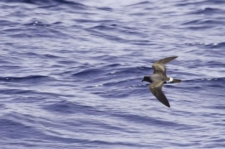 Another Band-rumped in fresh plumage, probably Madeiran Storm-Petrel, off Cape Hatteras, North Carolina (5/28/2011). Photo by Bill Hubick.