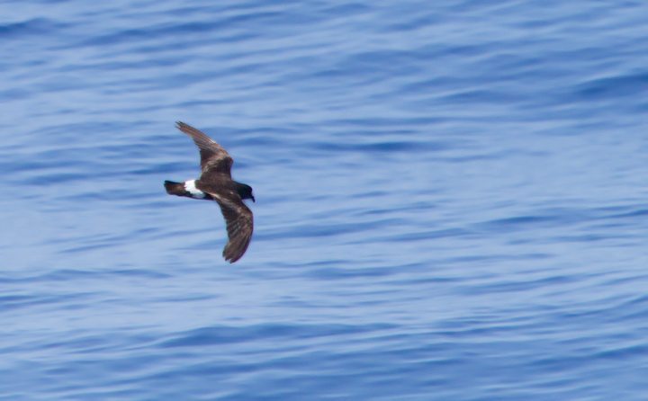 A worn Band-rumped Storm-Petrel, presumably Grant's Storm-Petrel, far off Cape Hatteras, North Carolina (5/28/2011). This population nests more widely in the Azores and south to the Canary Islands, mainly in October-November (Howell, Patteson, et al.).  Photo by Bill Hubick.