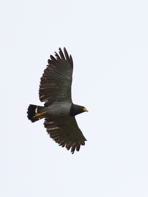 Now <em>this</em> is a hawk - a Barred Hawk in the hills near Las Mozas, Panama (7/11/2010). Photo by Bill Hubick.