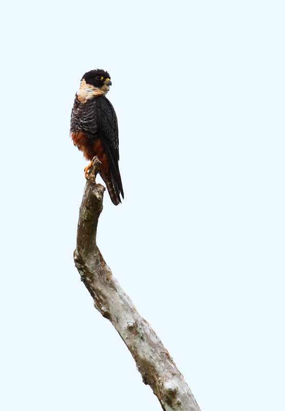 A Bat Falcon hunting near Gamboa, Panama (July 2010). Photo by Bill Hubick.