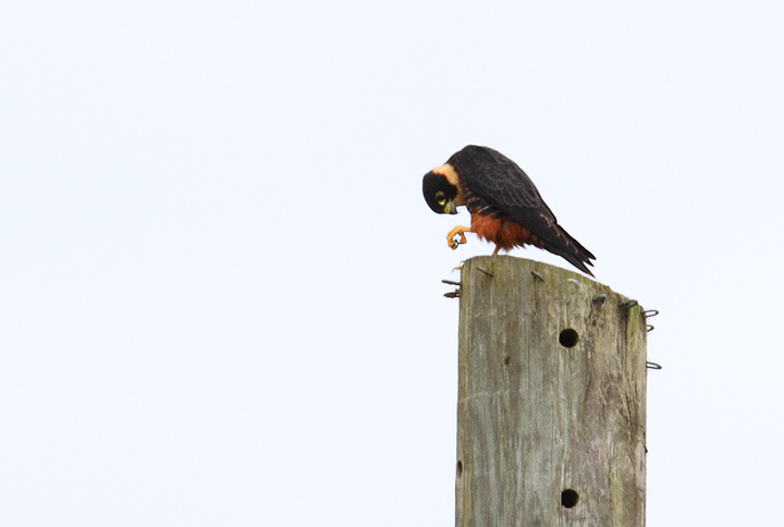 A Bat Falcon with avian prey (near Rio Mamoni, Panama, 7/10/2010). Photo by Bill Hubick.
