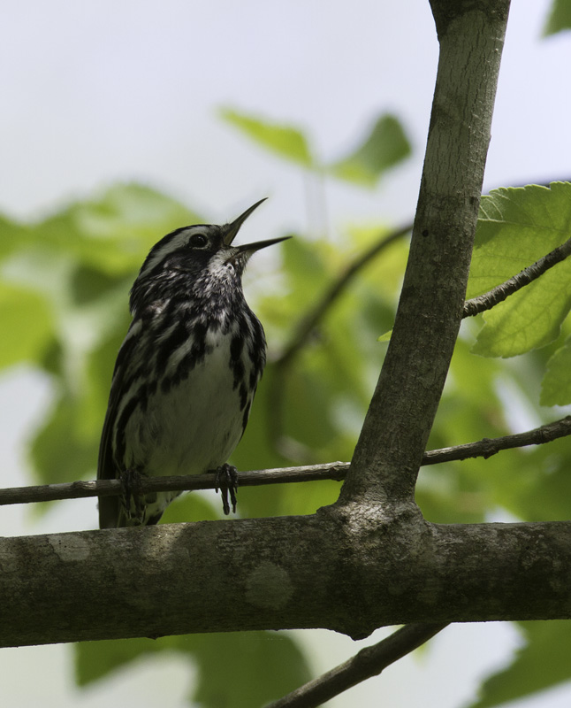 A Black-and-white Warbler sings his favorite song in Somerset Co., Maryland (5/11/2011). Photo by Bill Hubick.