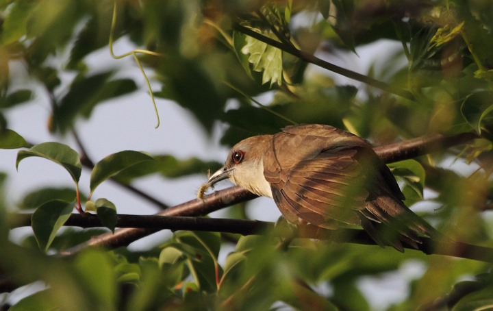 A Black-billed Cuckoo found by Dan Small on Chino Farms, Maryland (6/19/2010). Photo by Bill Hubick.