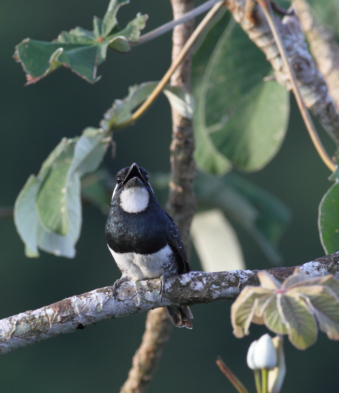 A Black-breasted Puffbird singing after dawn at the Canopy Tower, Panama (July 2010). Photo by Bill Hubick.