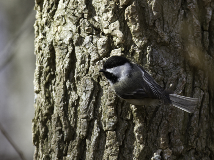 A Black-capped Chickadee in Millington WMA, Kent Co., Maryland (2/20/2011), a continuing bird found by Dan Small. Records from the Eastern Shore of Maryland are extremely rare even during irruption years. Photo by Bill Hubick.