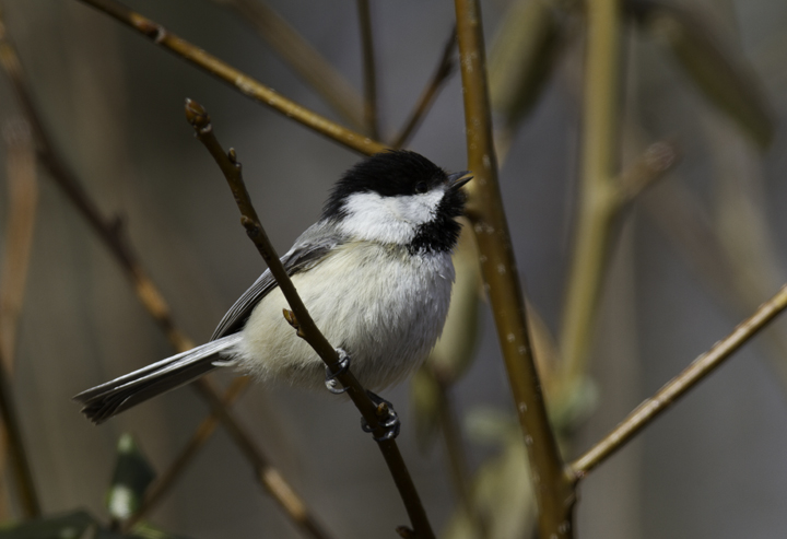 A Black-capped Chickadee in Millington WMA, Kent Co., Maryland (2/20/2011), a continuing bird found by Dan Small. Records from the Eastern Shore of Maryland are extremely rare even during irruption years. Photo by Bill Hubick.