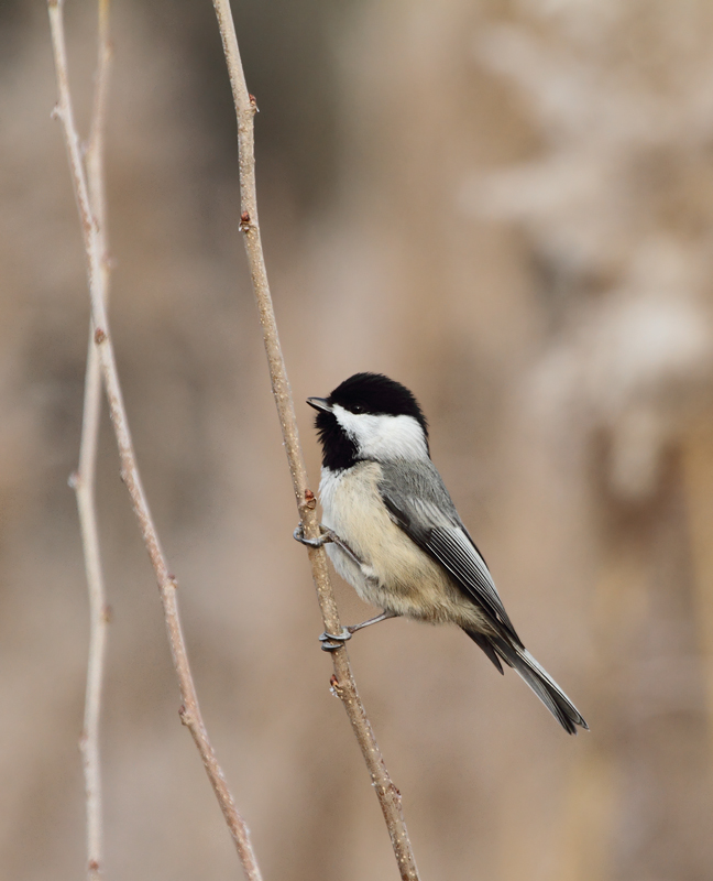 A Black-capped Chickadee in Perryman, southwestern Harford Co., Maryland (12/11/2010). Photo by Bill Hubick.