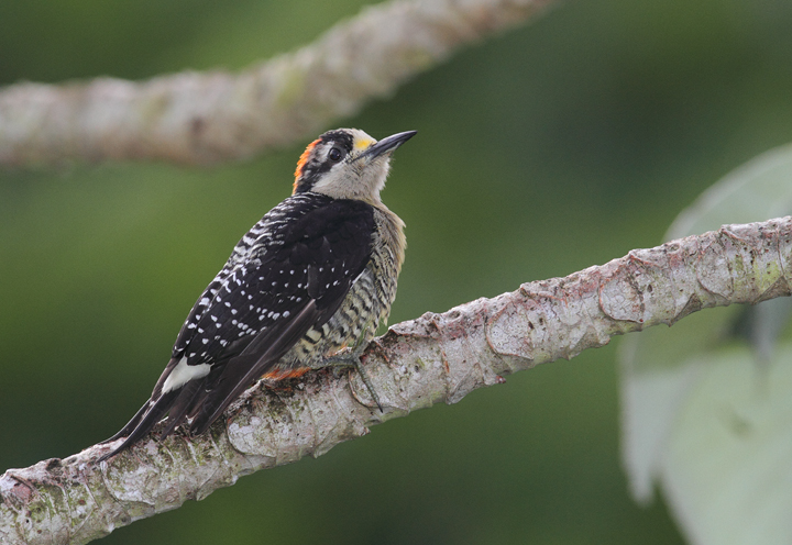 A Black-cheeked Woodpecker, a rainforest cousin of our Red-bellied Woodpecker (Panama, July 2010). The lowland-favoring Red-crowned Woodpecker is very similar to Red-bellied. Photo by Bill Hubick.