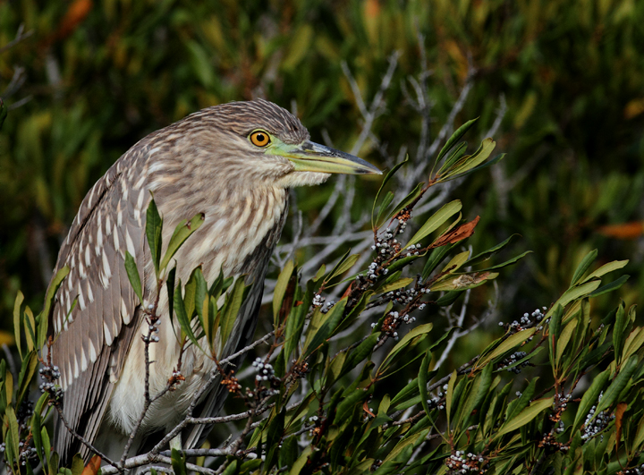A juvenile Black-crowned Night-heron roosting on Assateague Island, Maryland (10/26/2010). Photo by Bill Hubick.