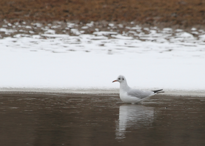 A Black-headed Gull at Paper Mill Flats, Baltimore Co., Maryland (12/11/2010). A great find by Jon Corcoran. Photo by Bill Hubick.