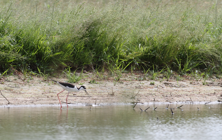 A rare-in-county Black-necked Stilt at Chesapeake Farms, Kent Co., Maryland (5/22/2010). Photo by Bill Hubick.